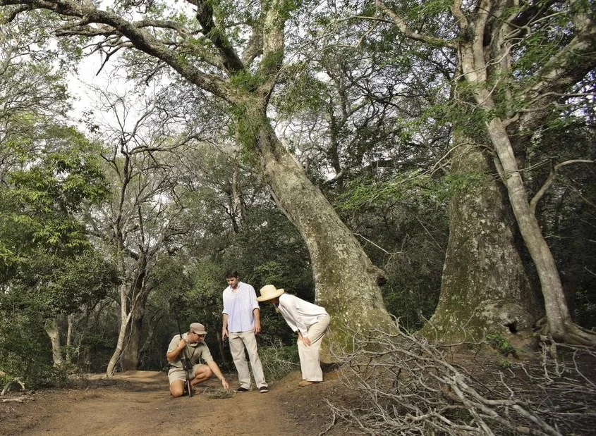 Phinda_Forest_walking6.jpg