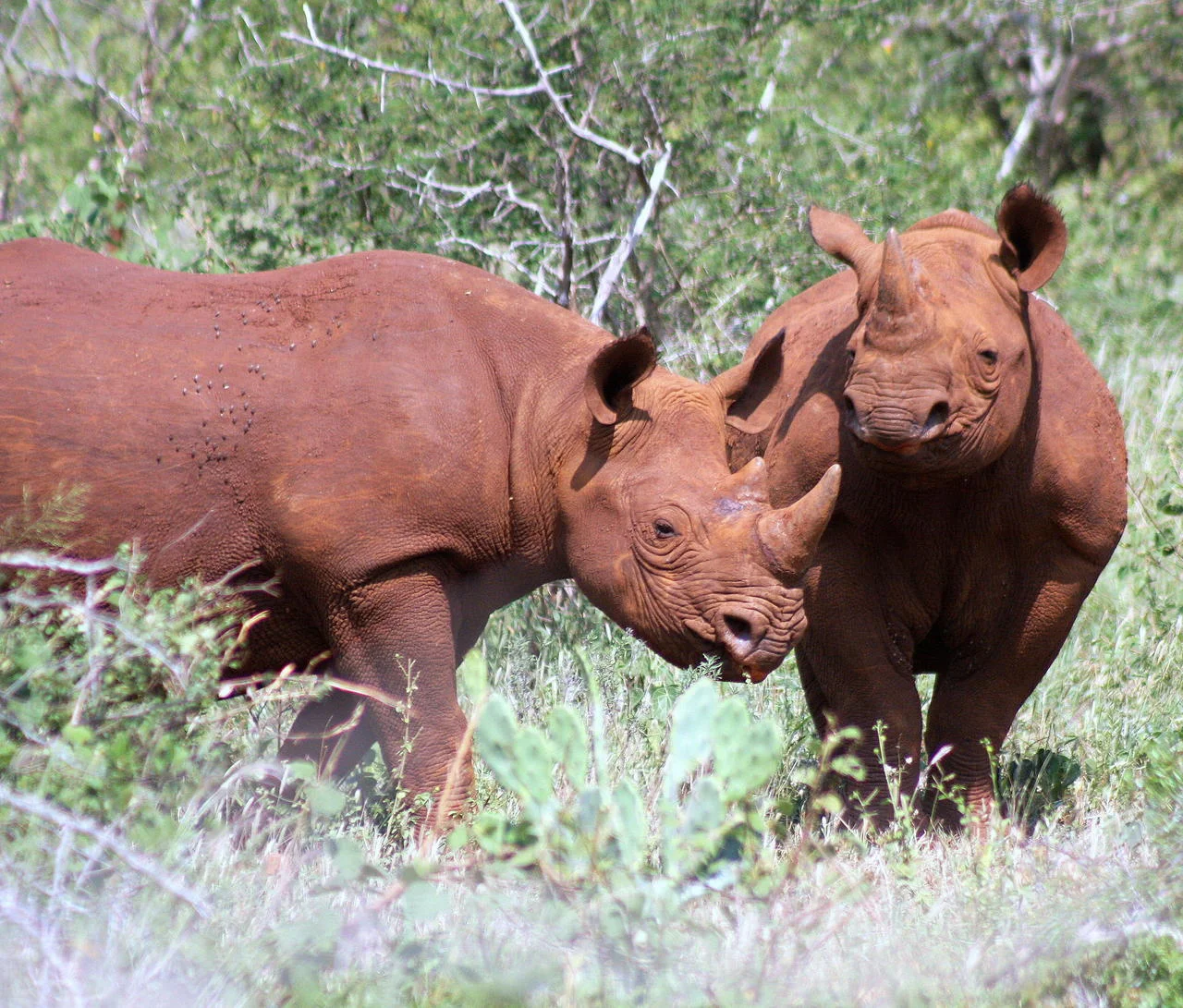 Presumably Nkosi and Umfubu 2 - 02 04 20111.jpg