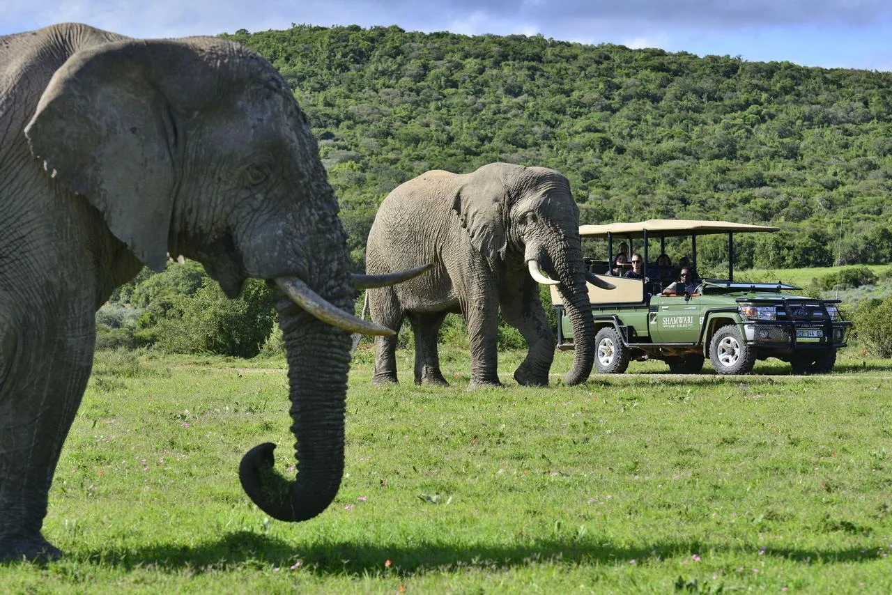 shamwari_guest_experience_1.jpg