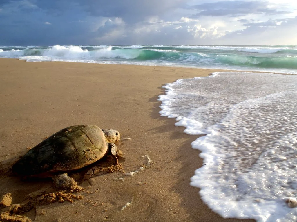 turtles_at_thonga_beach_lodge.jpg