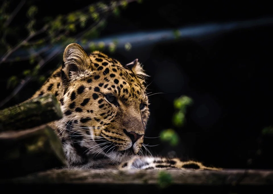 animal-1851121_960_720.jpeg