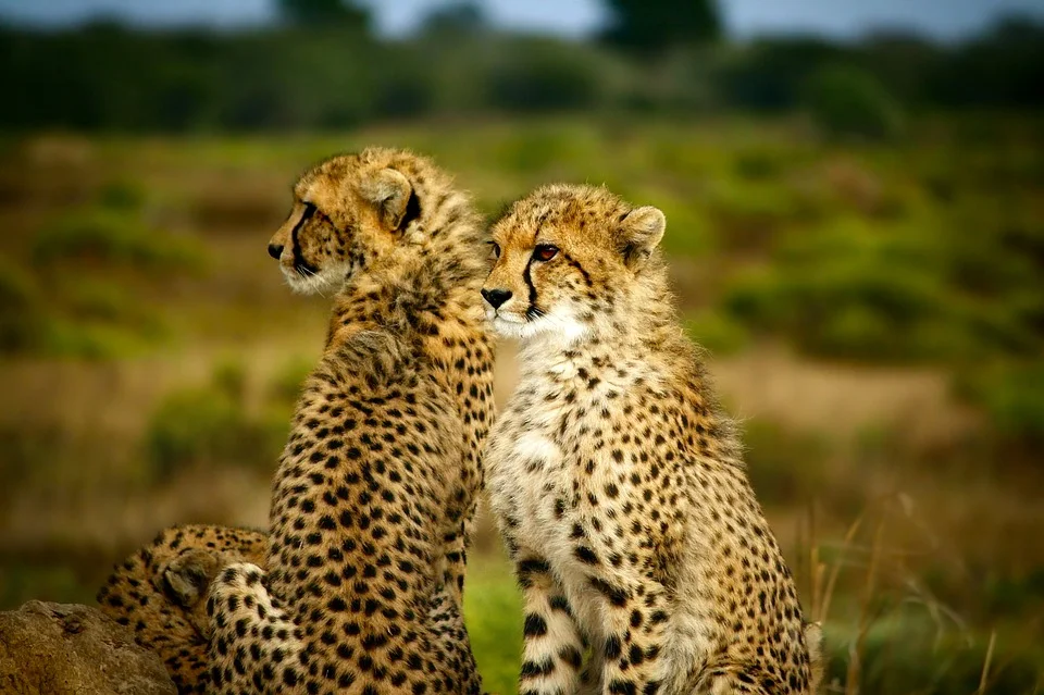 cheetahs-1900660_960_720.jpg
