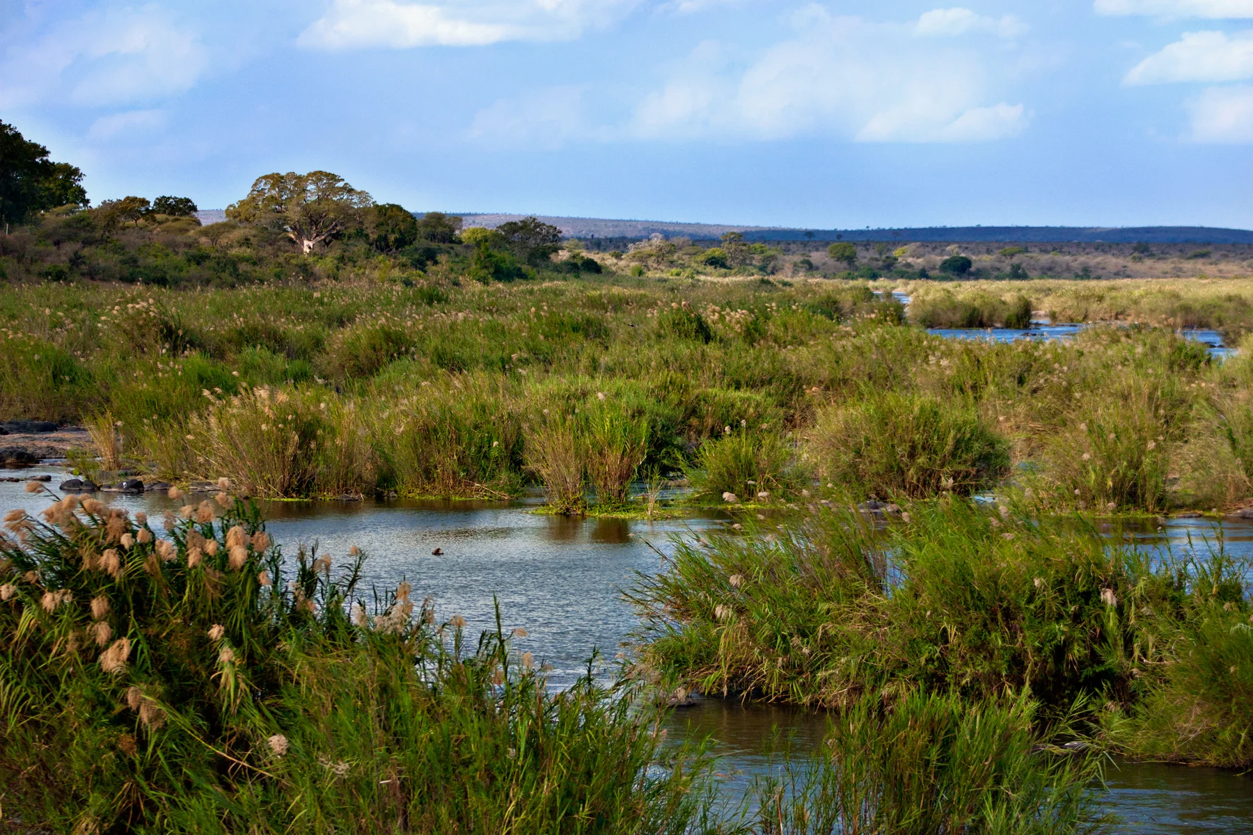 Kruger_National_Park_Landscape_1.jpeg
