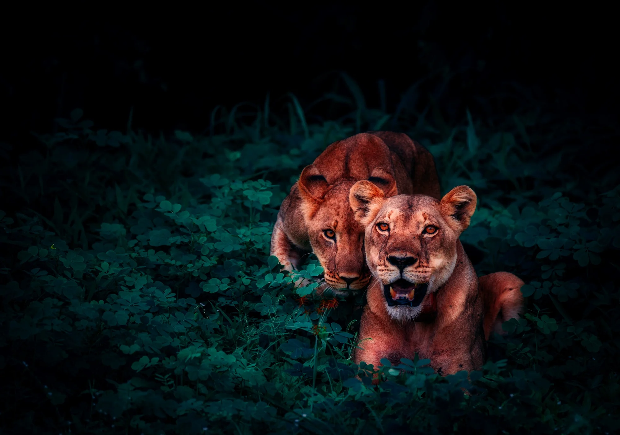 lions-2702828.jpg