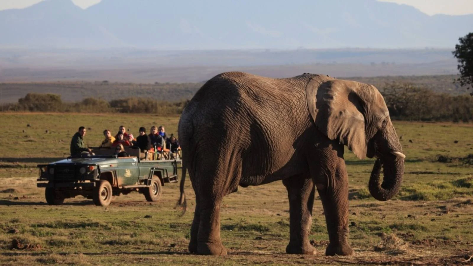 sunsafaris-1-the-garden-route-game-lodge.jpg