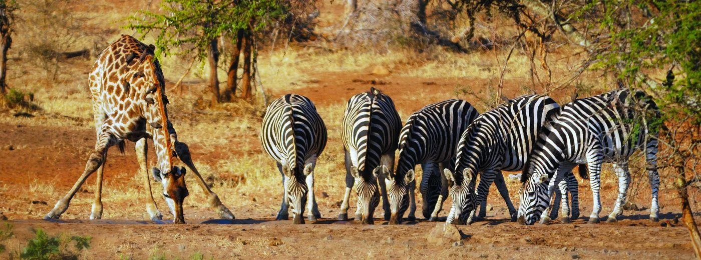 380-south-africa-safari-north-west-province.jpg