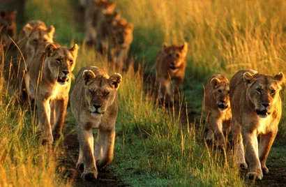 Pilanesberg-National-Park.jpg