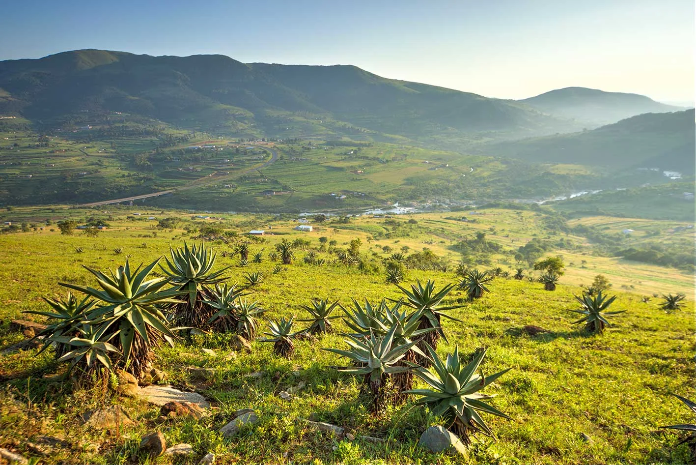 swaziland-aloes-teagan-cunniffe.jpg