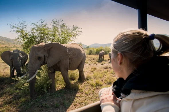 bakubung-bush-lodge-elephants-590x390.jpg