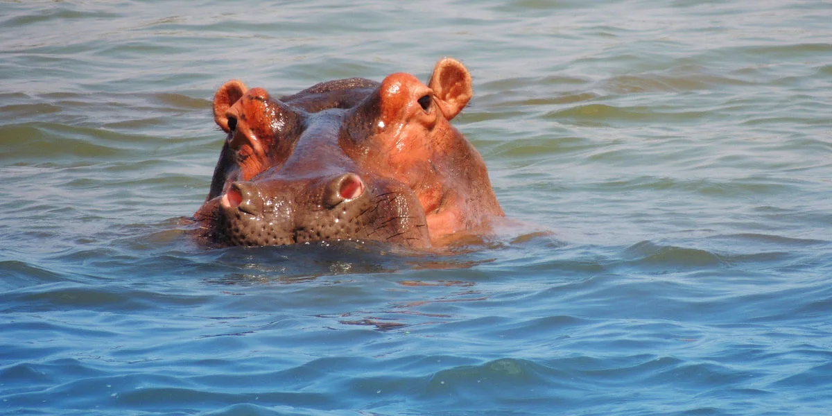 Agence_de_voyage_afrique_Cap_Ou_Pas_Cap_Afrique_du_sud_Safari10.jpg