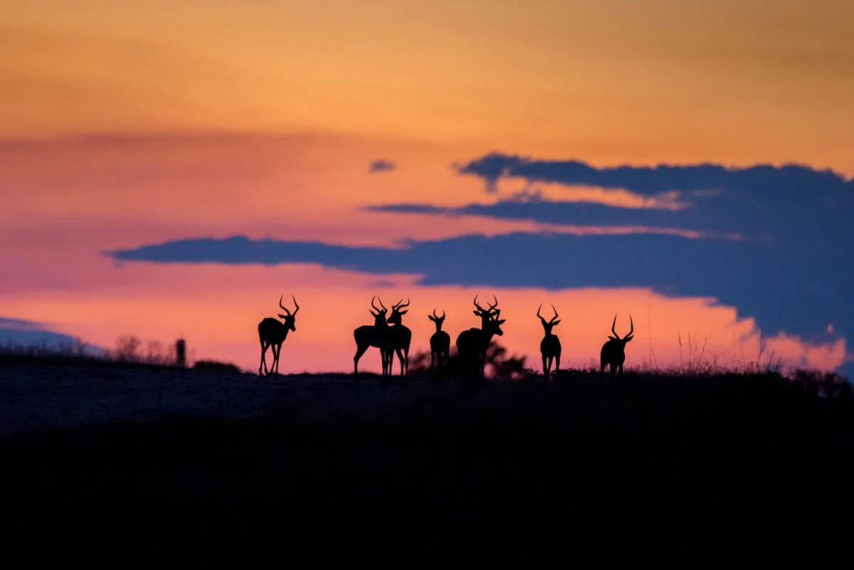 agence_de_voyage_et_safaris_en_afrique_capoupascap_cap_ou_pas_cap_afrique_du_sud_le_parc_national_kruger4.jpg