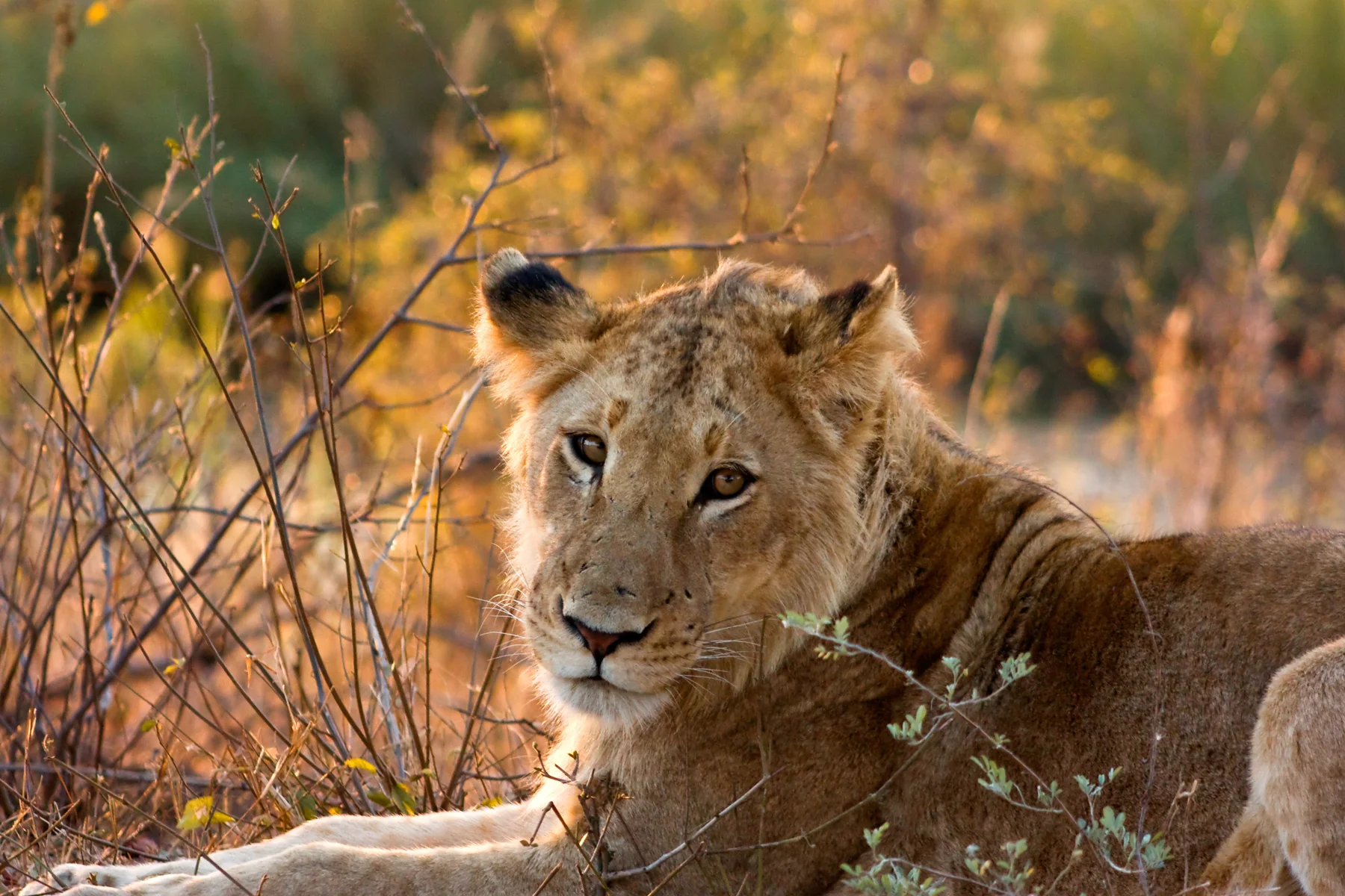 Lion_Female_Kruger_National_Park.jpeg