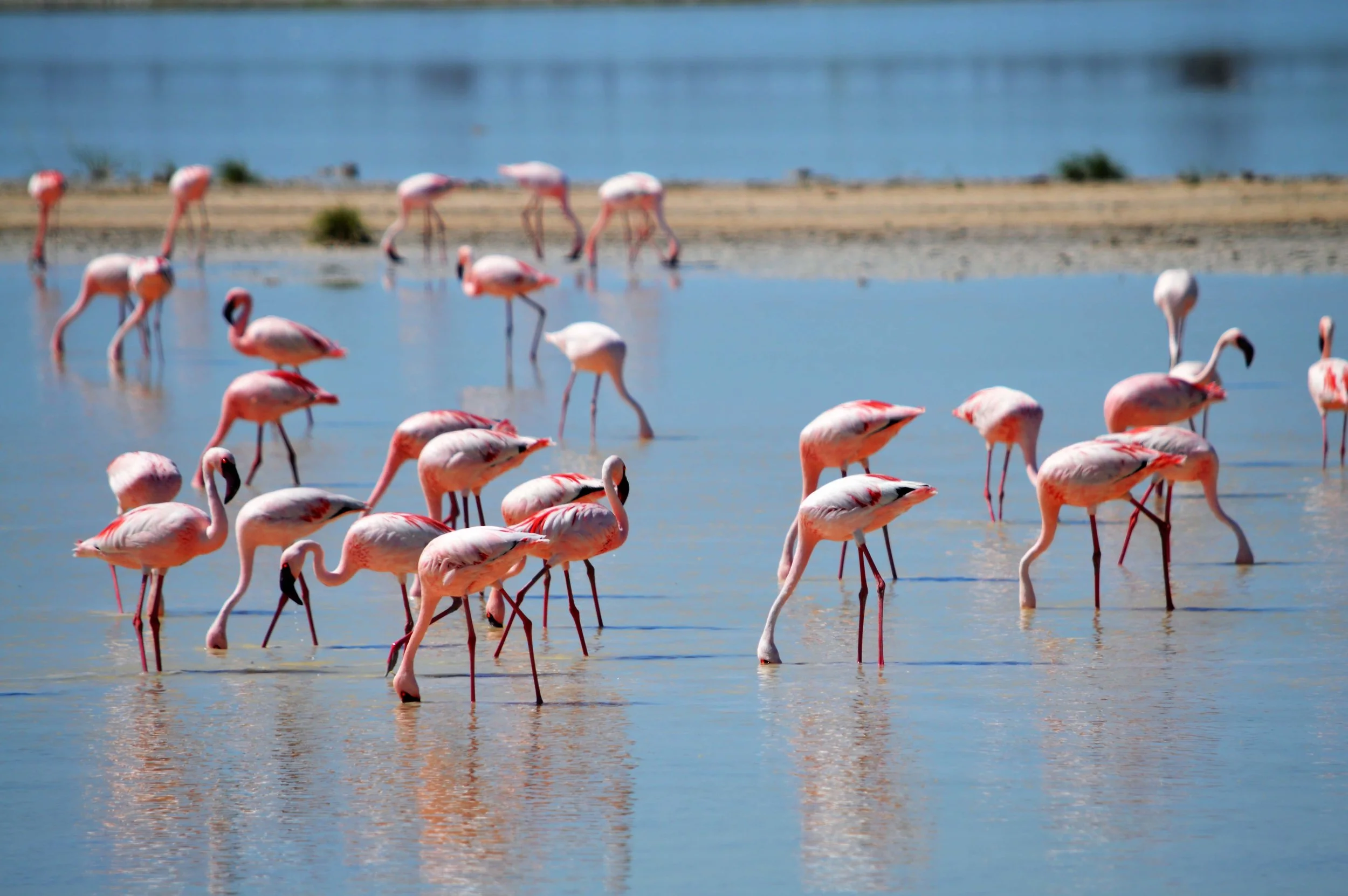 flamingos-2037497-min.jpg