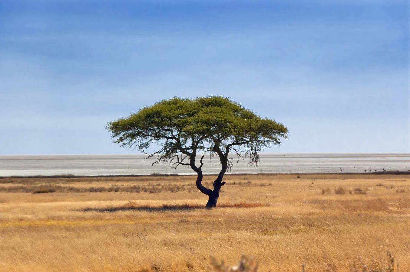 Etosha-Vegetation.jpg