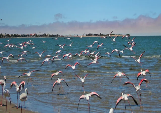 Flamingo-flying.jpg