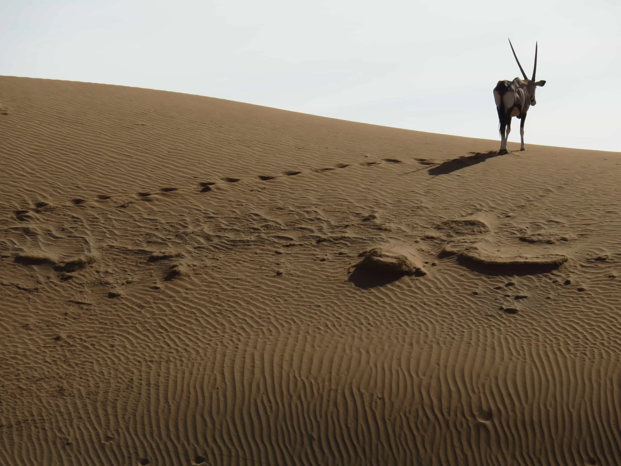 desert-3426349-min.jpg