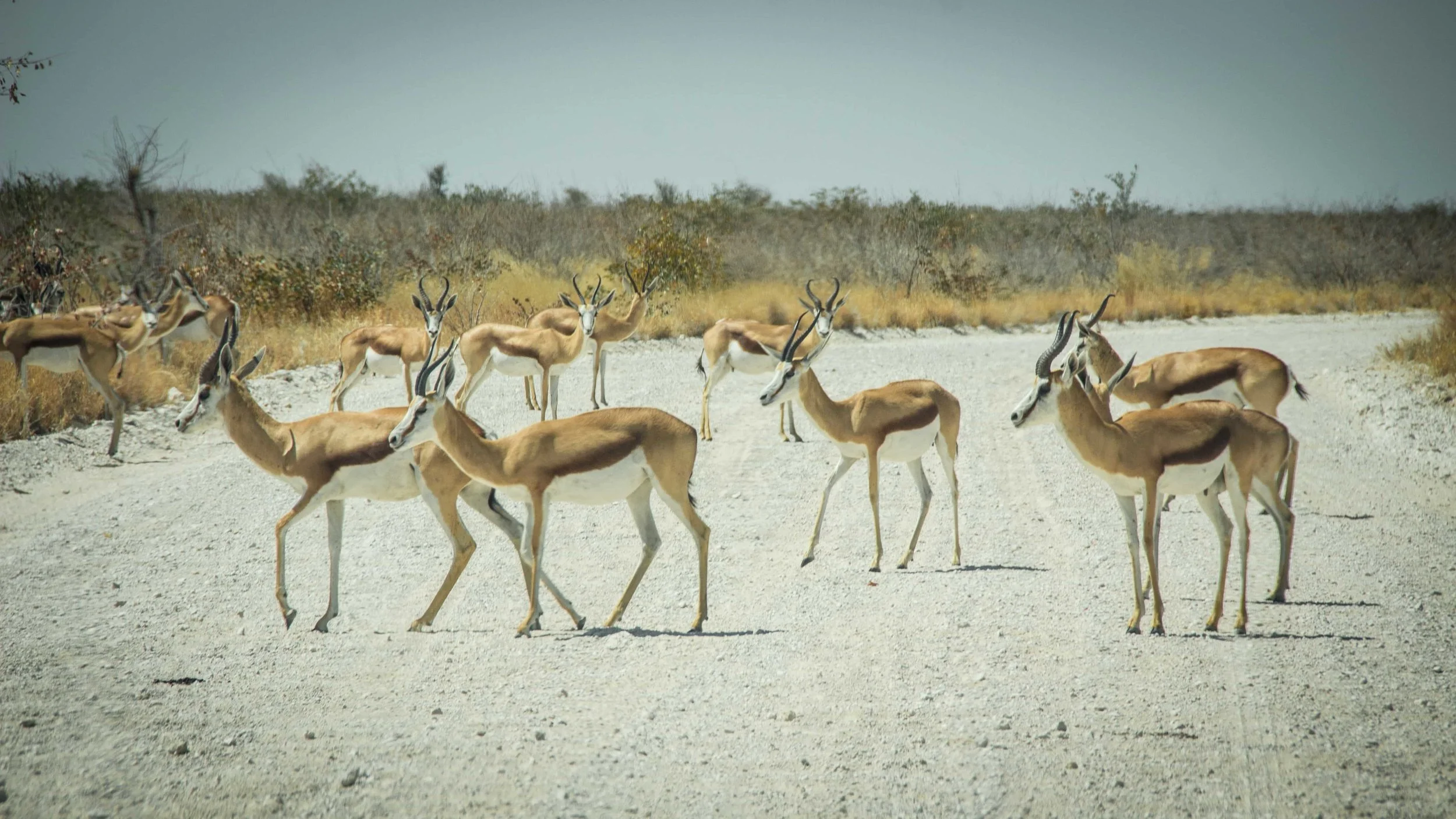 namibia-2949413-min.jpg