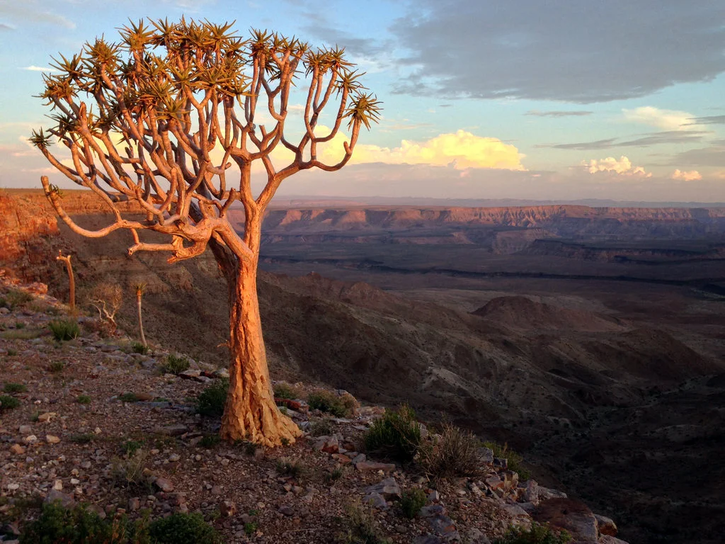 quiver_tree_overlooking_fish_river_canyon.jpg