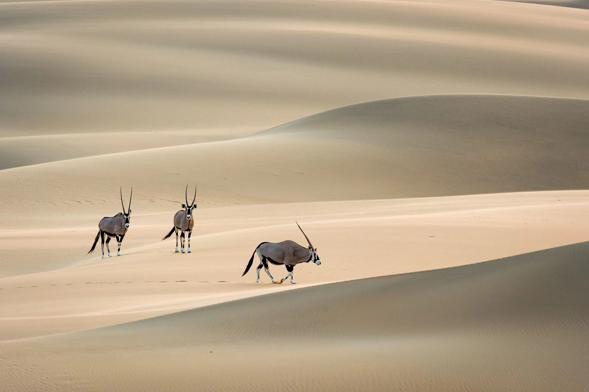 Serra_Cafema_2014-08-46e-min.jpg