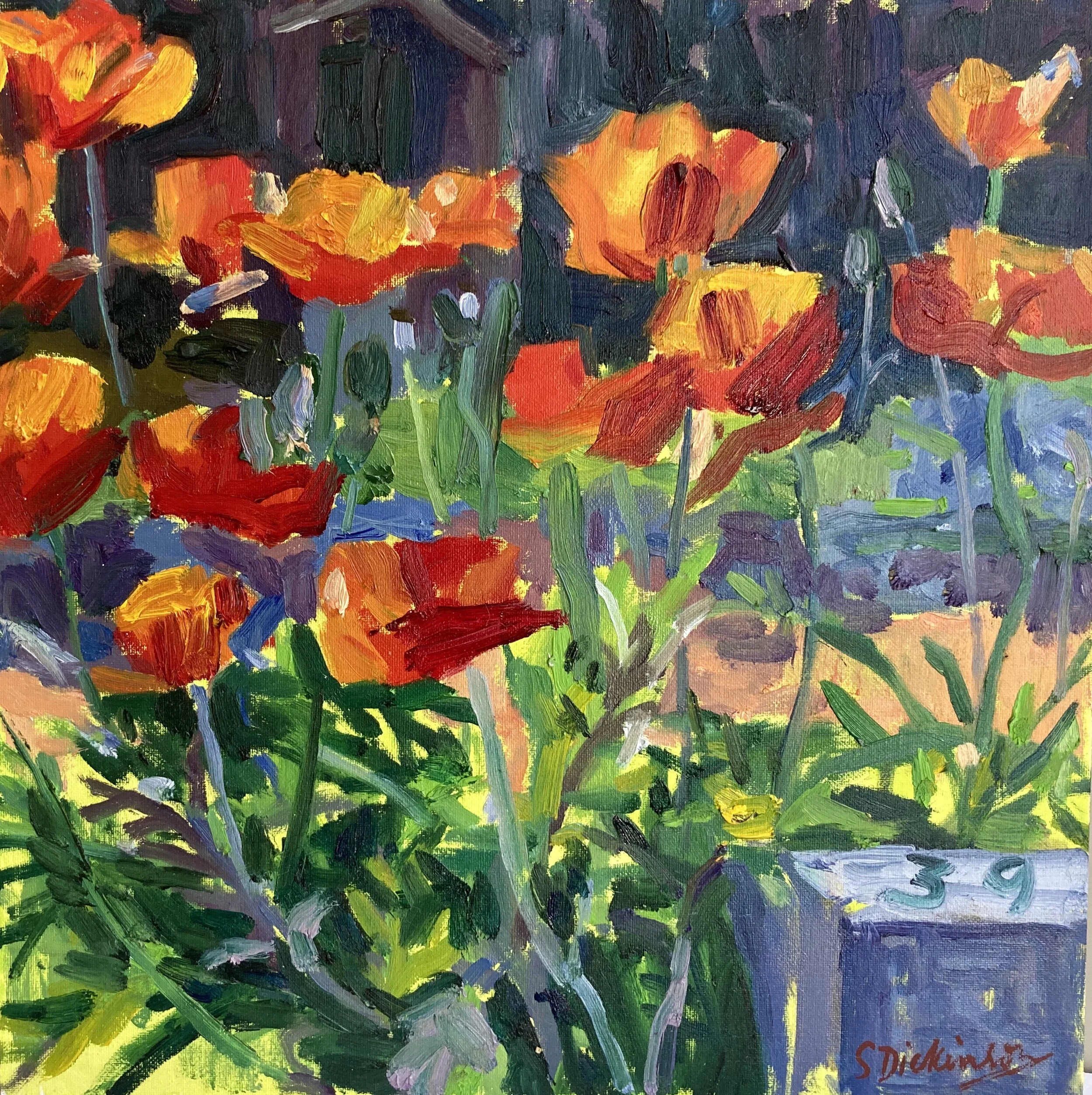   Poppies in the Afternoon Sun   Oil on canvas covered board, 30 x 30 cms, £300.00 (unframed)    