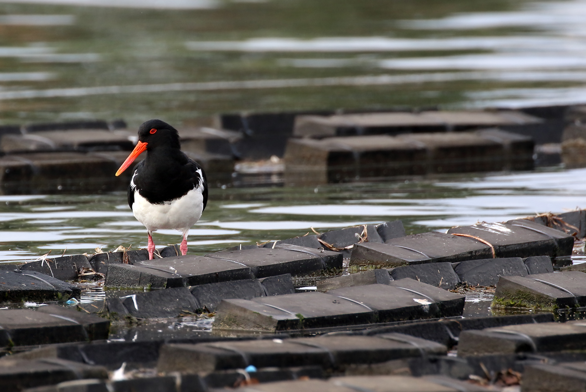 Pied-Oystercatcher--Oyster-rack--Merimbula--Purnel-cropl.jpg