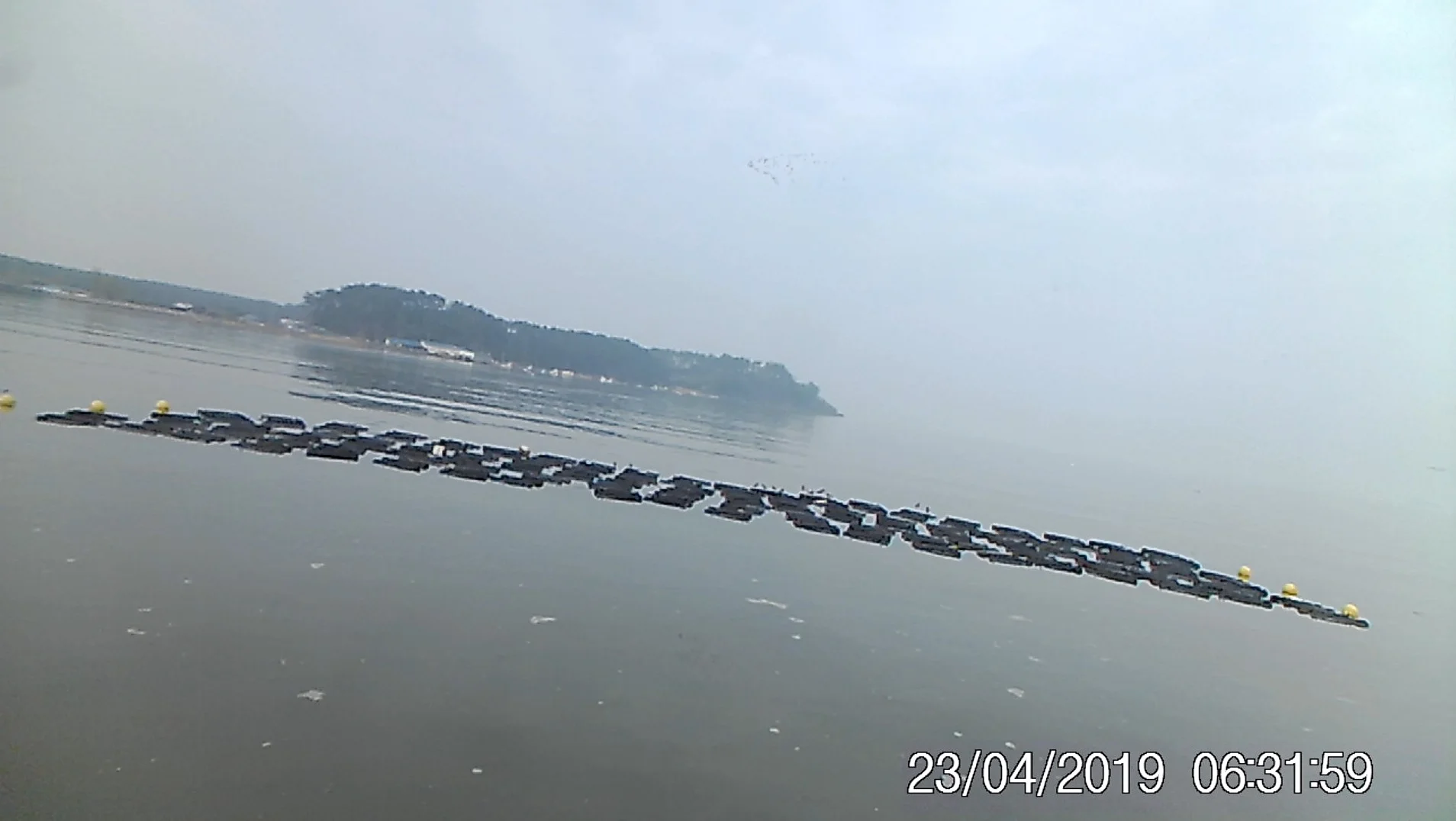 Sol Ri shorebirds (trail cam).jpg