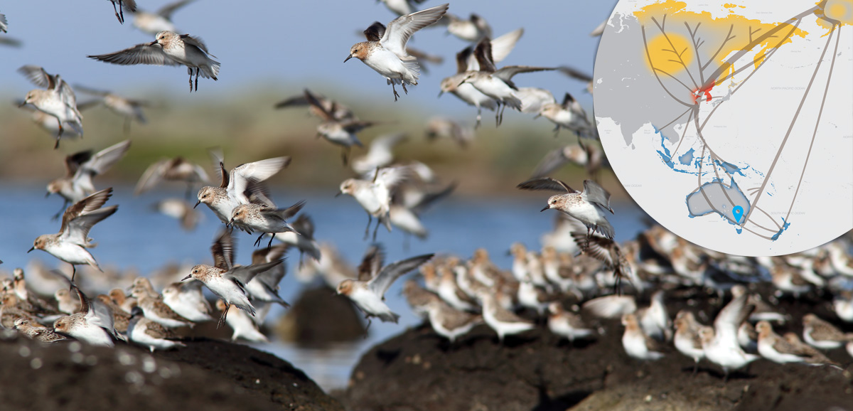 Red-necked Stints landing at a rocky roost on the Western Treatment Plant coastline.