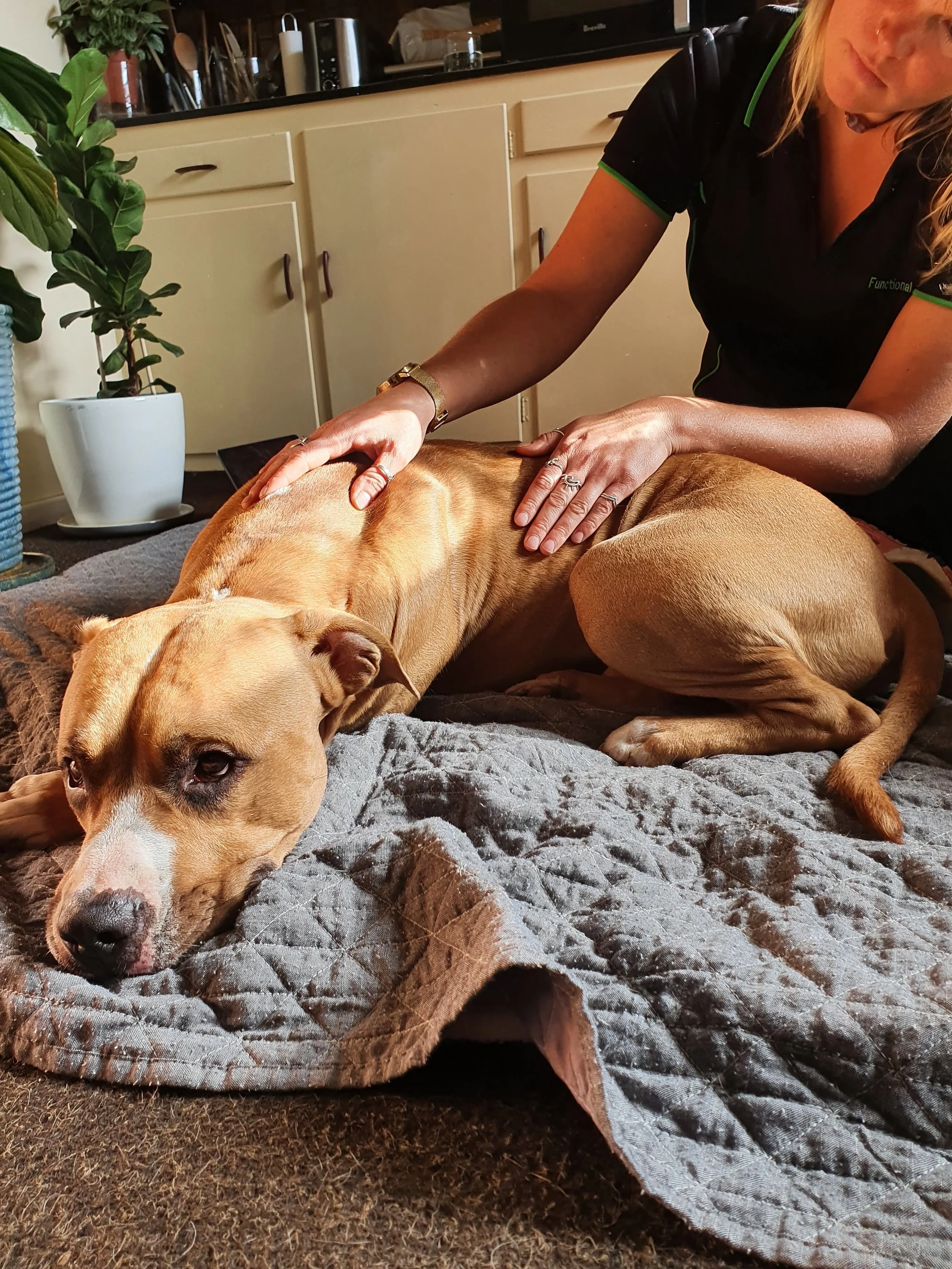 Canine Myofunctional Therapy