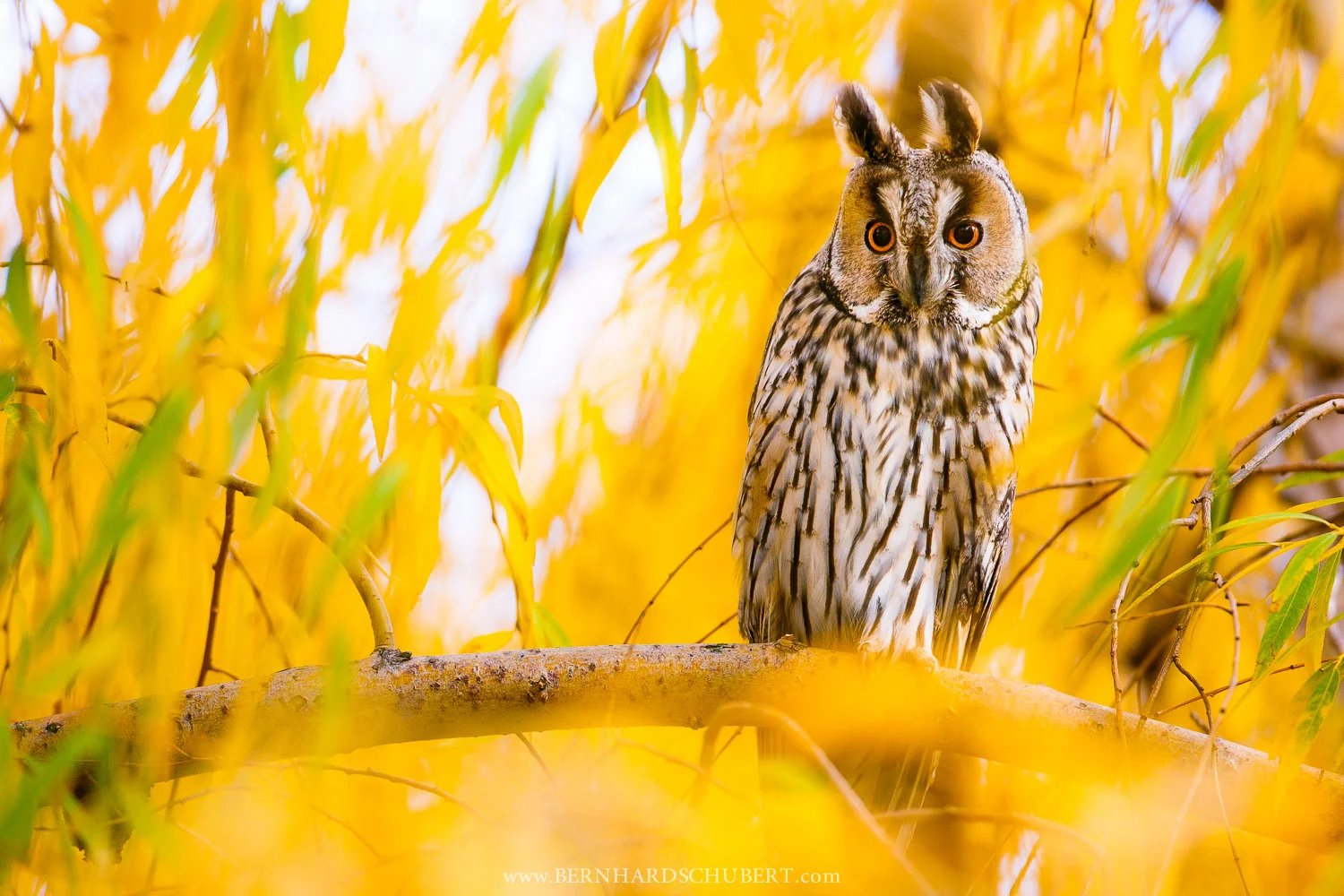 Long-eared owl in a Willow