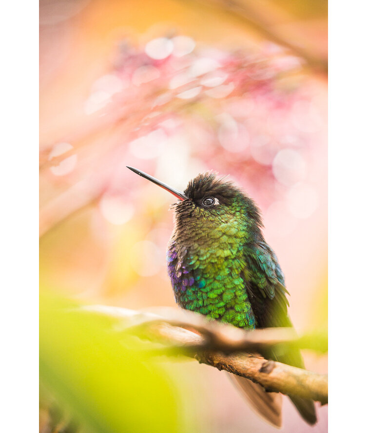  A hummingbird’s dream 