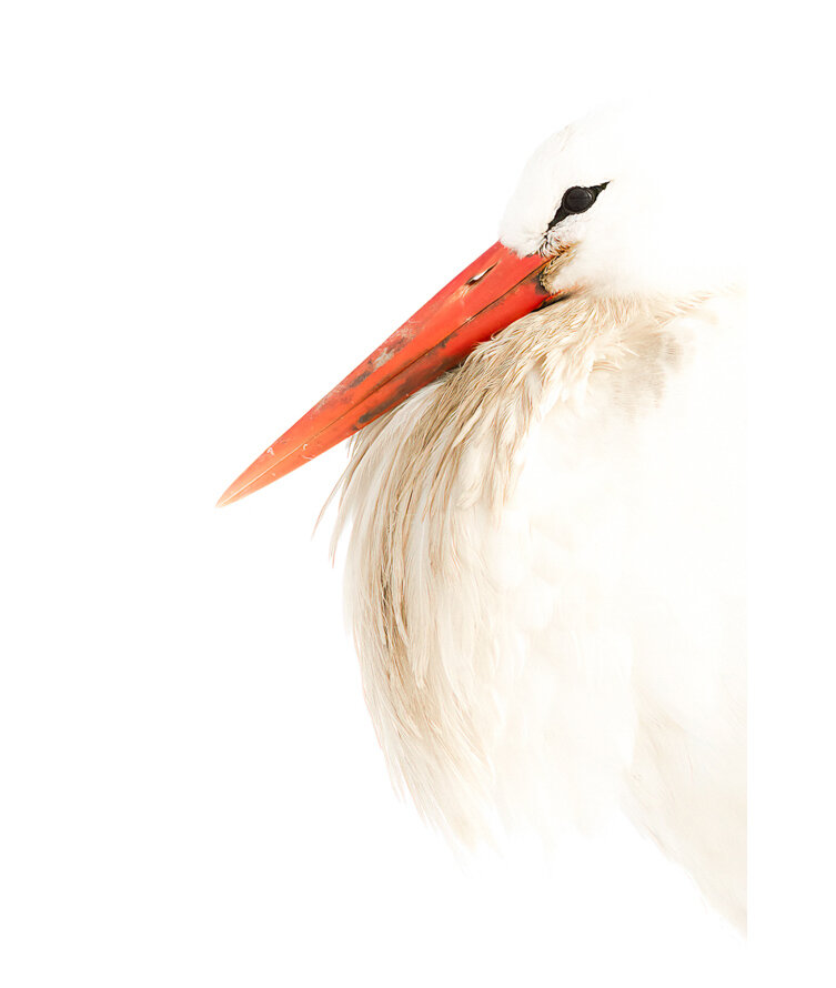  White stork portrait 