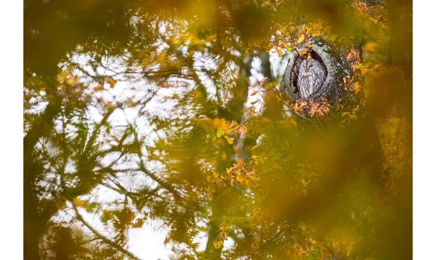  Tawny owl during golden autumn 