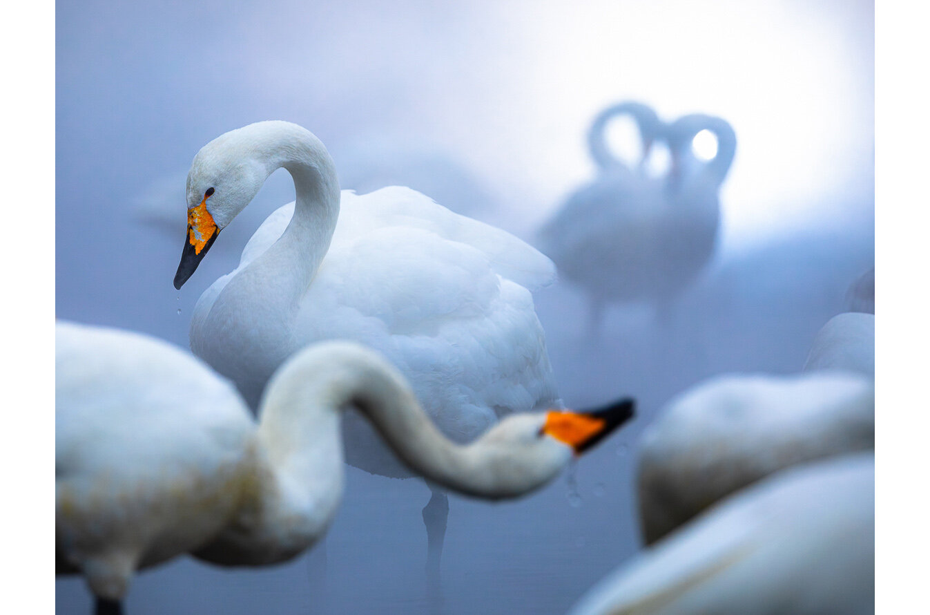  Enchanting swans 