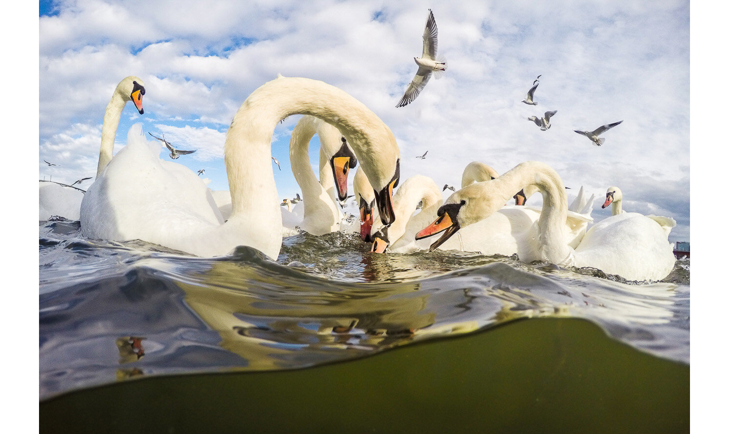  Mute swans having a dispute 