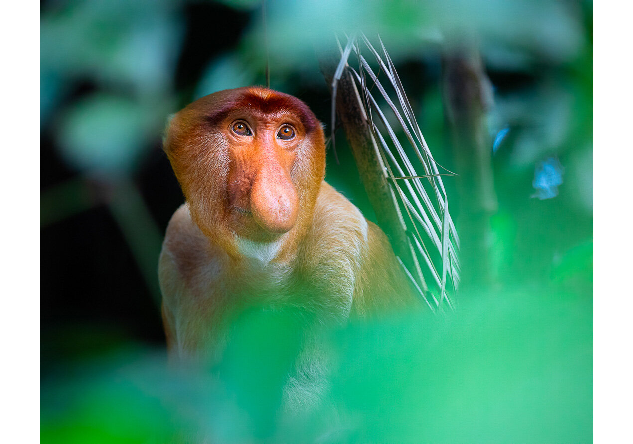  Proboscis monkey portrait 