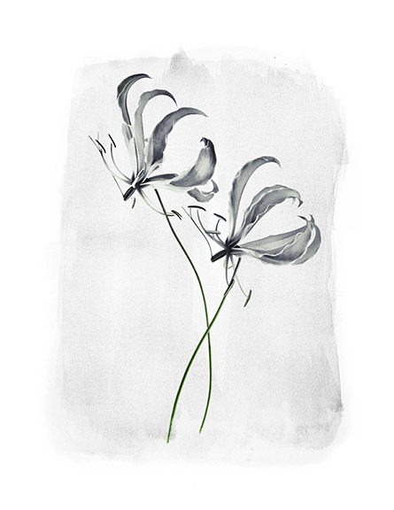 604B Gloriosa