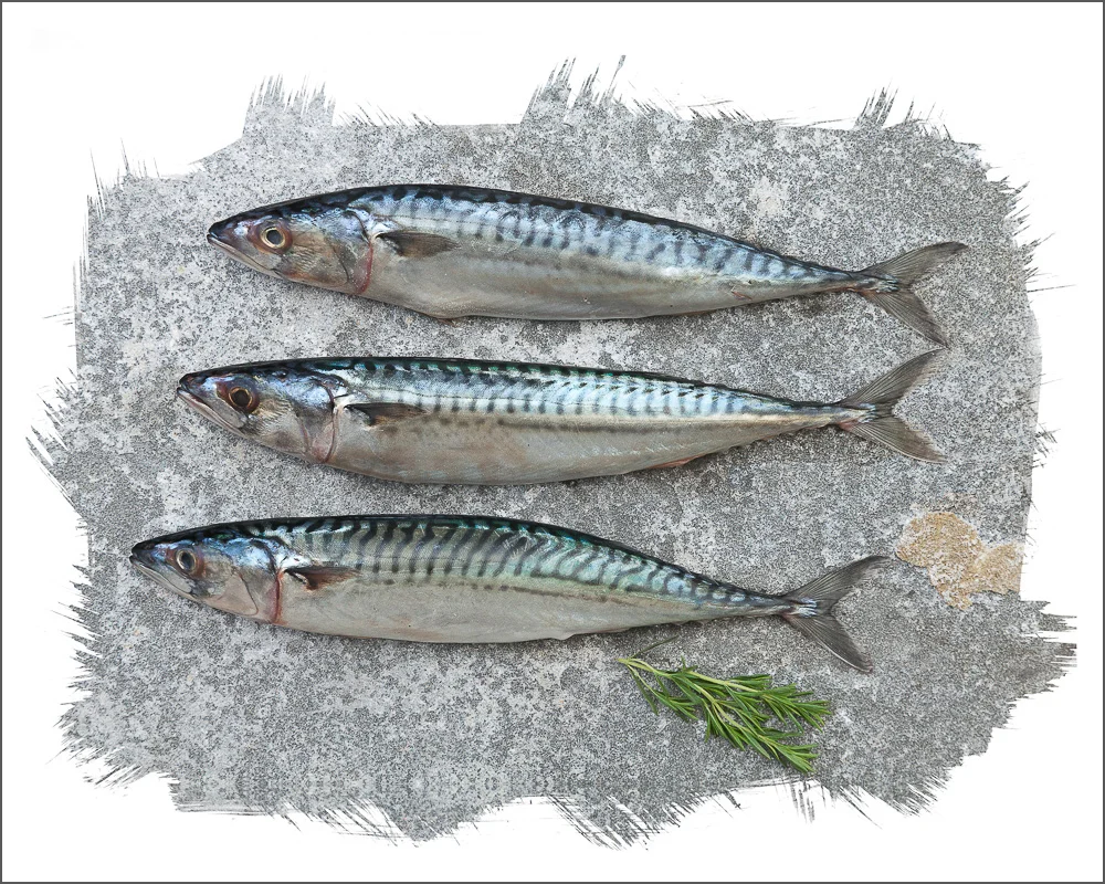 Mackerel Fish Print