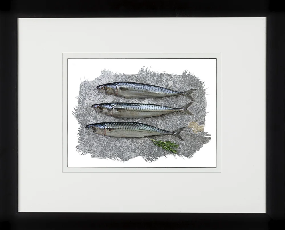 101A Mackerel