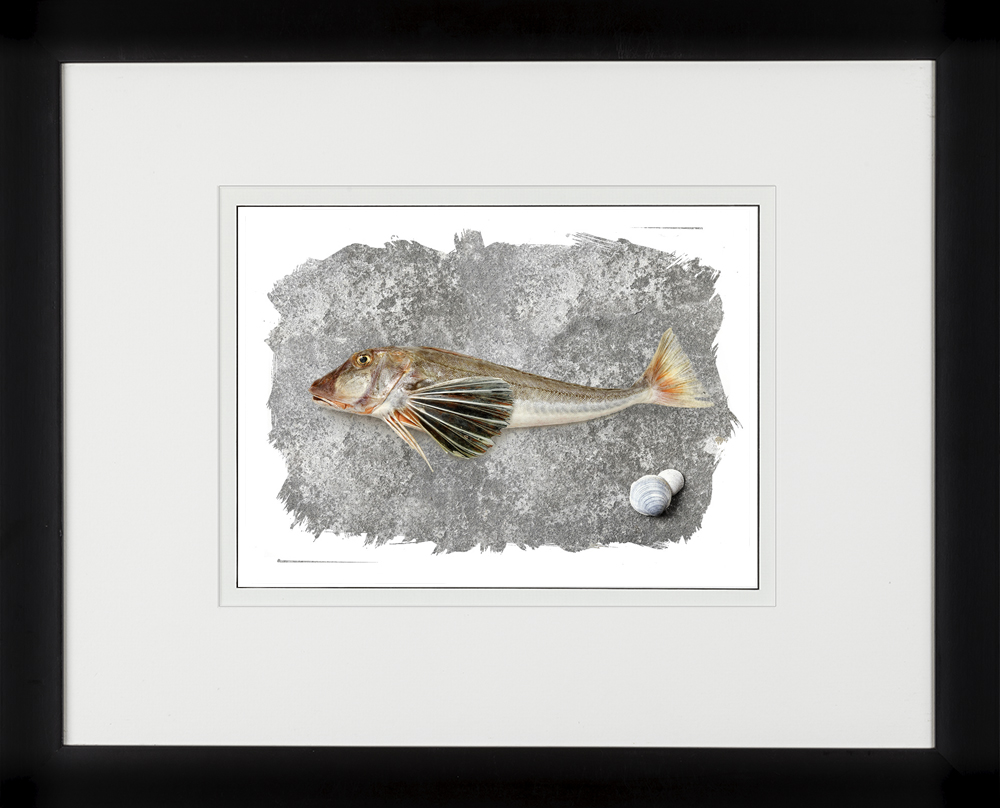 102C-F-FISH-GURNARD.jpg