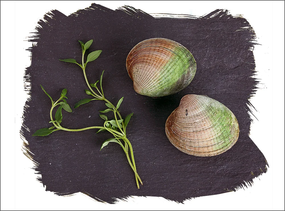103A Shellfish Clams