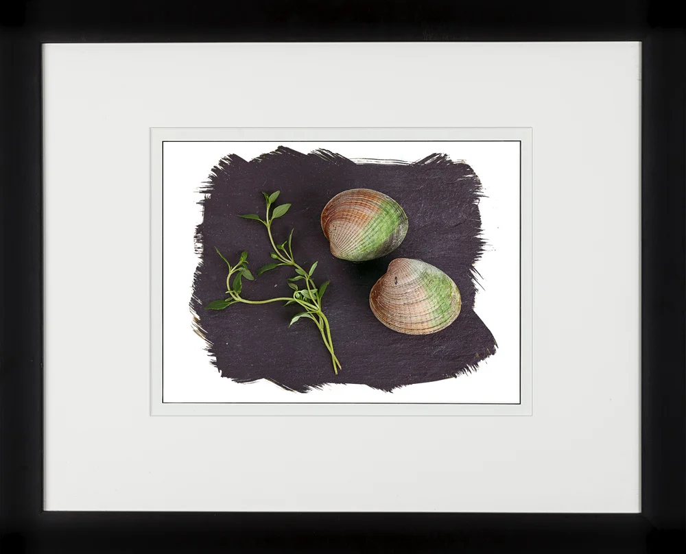 103A Shellfish Clams