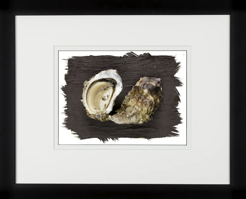 103C Shellfish Oyster