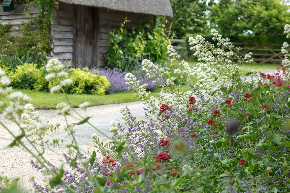 A garden with colourful flowering plants next to a small gravel pathway and a rustic shed with a thatched roof in the background.