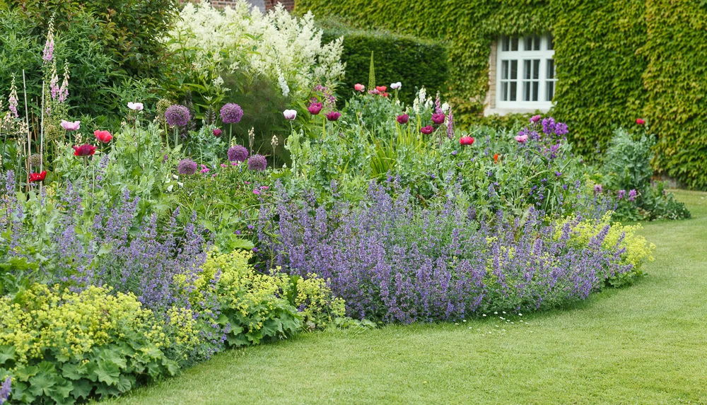 A lush garden with colourful flowers including purple, pink, and white blooms, alongside a neatly mowed green lawn and an ivy-covered wall with a window in the background.