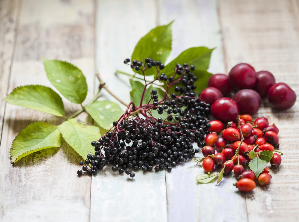 HEDGEROW-FRUITS-06.jpg