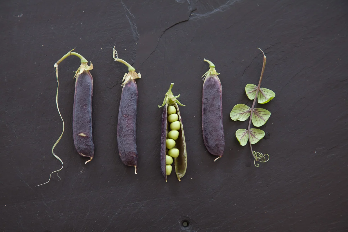 Five Purple Podded Peas Print