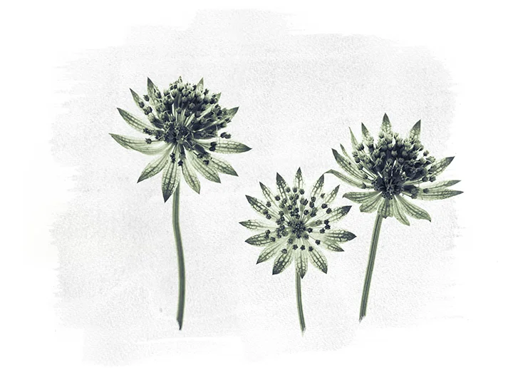 ASTRANTIA-12.jpg