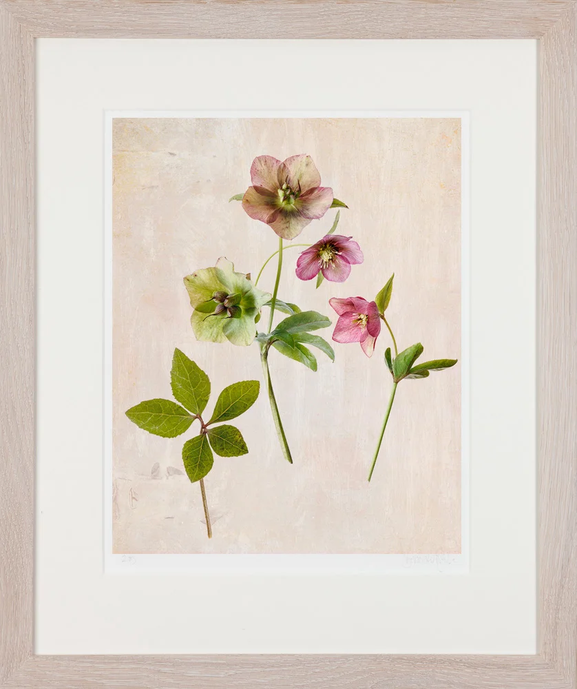 601B-F-HELLEBORE.jpg