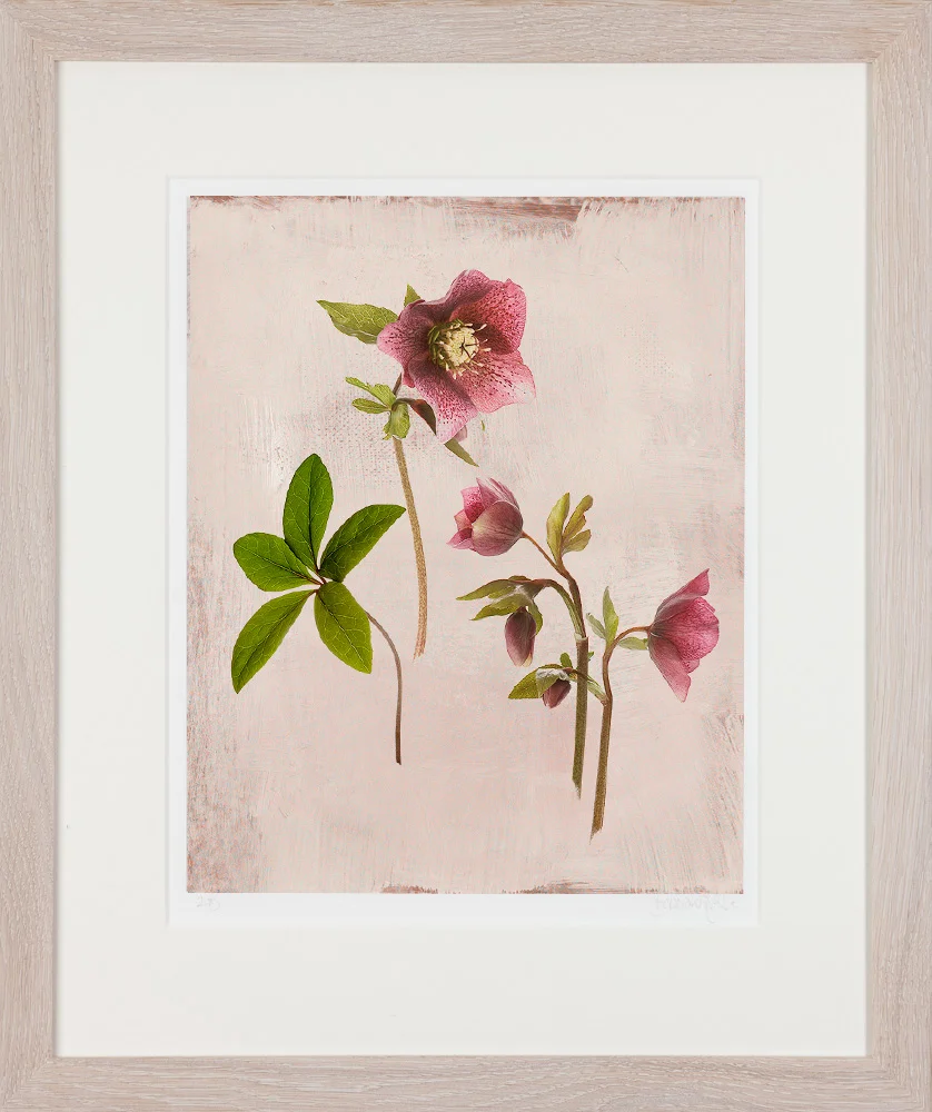 601C-F-HELLEBORE.jpg