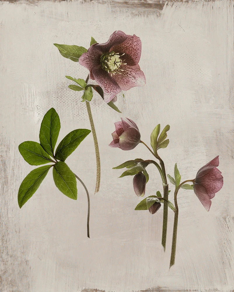 601C-M-HELLEBORE.jpg